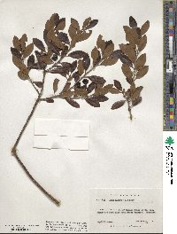 Ilex glabra image