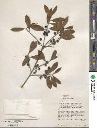 Ilex glabra image