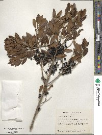 Ilex glabra image