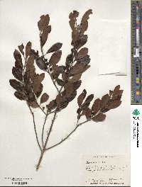 Ilex glabra image