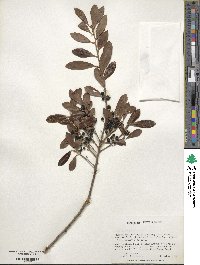 Ilex glabra image