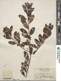 Ilex glabra image