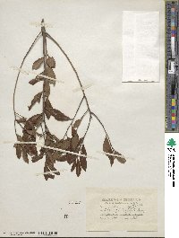 Ilex glabra image