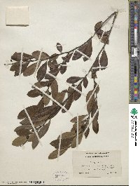 Ilex glabra image