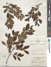 Ilex glabra image