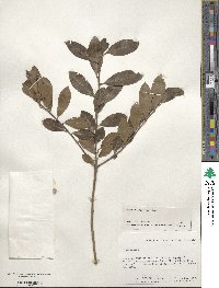 Ilex glabra image