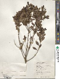 Ilex glabra image