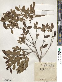 Ilex glabra image