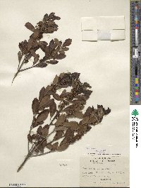 Ilex glabra image