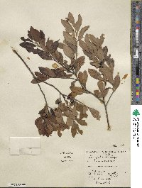 Ilex glabra image