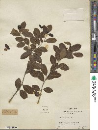 Ilex glabra image