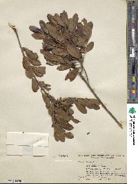 Ilex glabra image