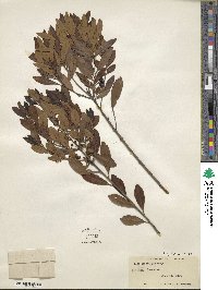 Ilex glabra image