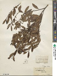 Ilex glabra image