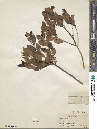 Ilex glabra image