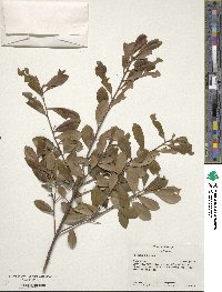 Ilex glabra image