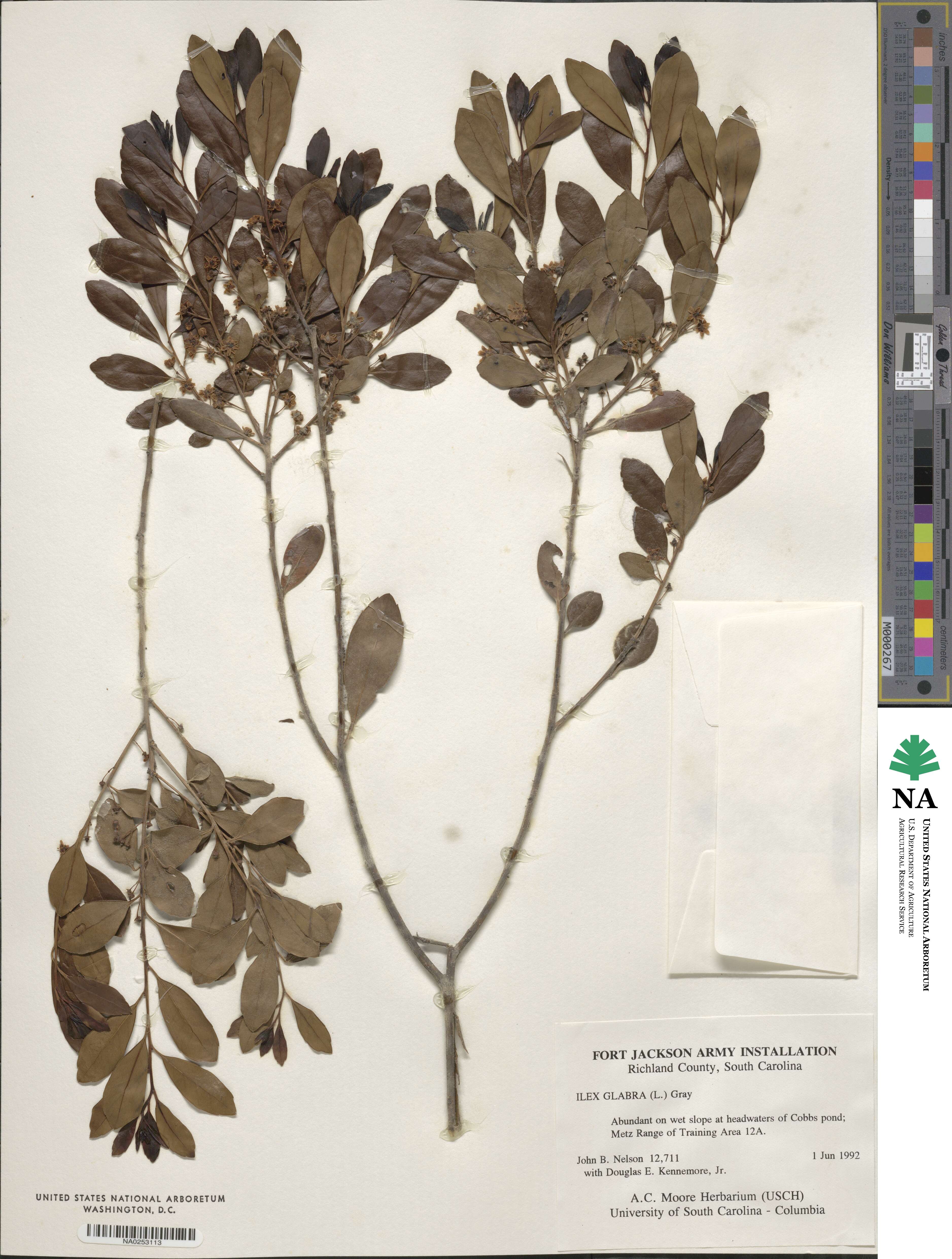 Ilex glabra image