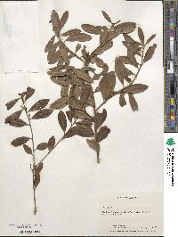 Ilex glabra image