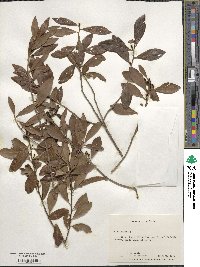 Ilex glabra image