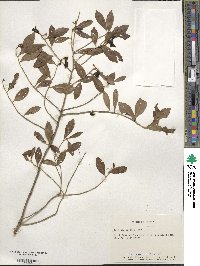 Ilex glabra image