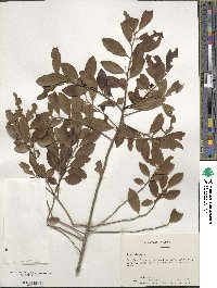 Ilex glabra image