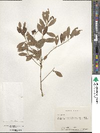 Ilex glabra image