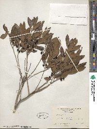 Ilex glabra image