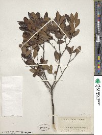 Ilex glabra image