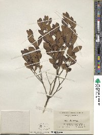 Ilex glabra image