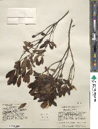 Ilex glabra image