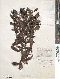 Ilex glabra image