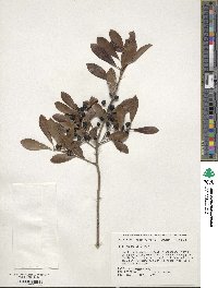 Ilex glabra image