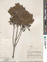 Ilex glabra image