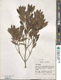 Ilex glabra image