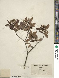 Ilex glabra image