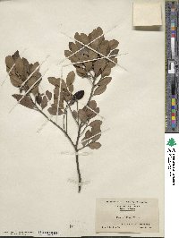 Ilex glabra image