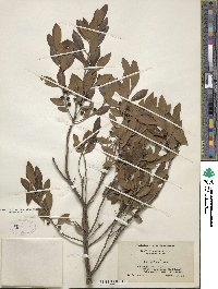 Ilex glabra image