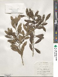 Ilex glabra image