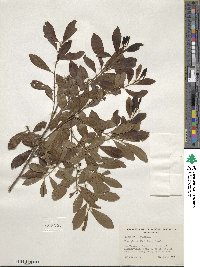 Ilex glabra image