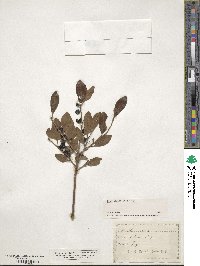 Ilex glabra image