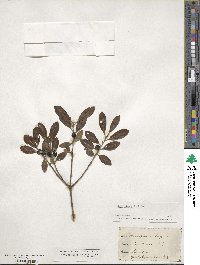 Ilex glabra image