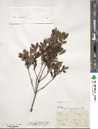 Ilex glabra image