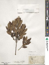 Ilex glabra image