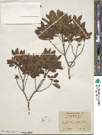 Ilex glabra image