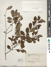 Ilex glabra image