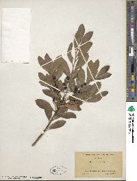 Ilex glabra image