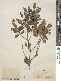 Ilex glabra image