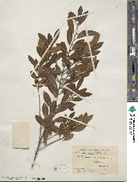 Ilex glabra image