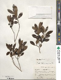 Ilex glabra image