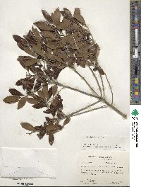 Ilex glabra image